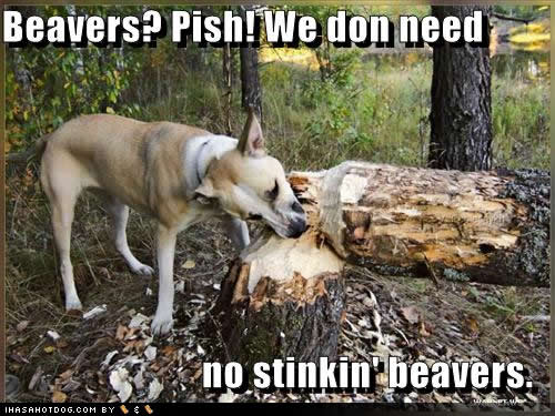 The pictute aniamal shaved beaver